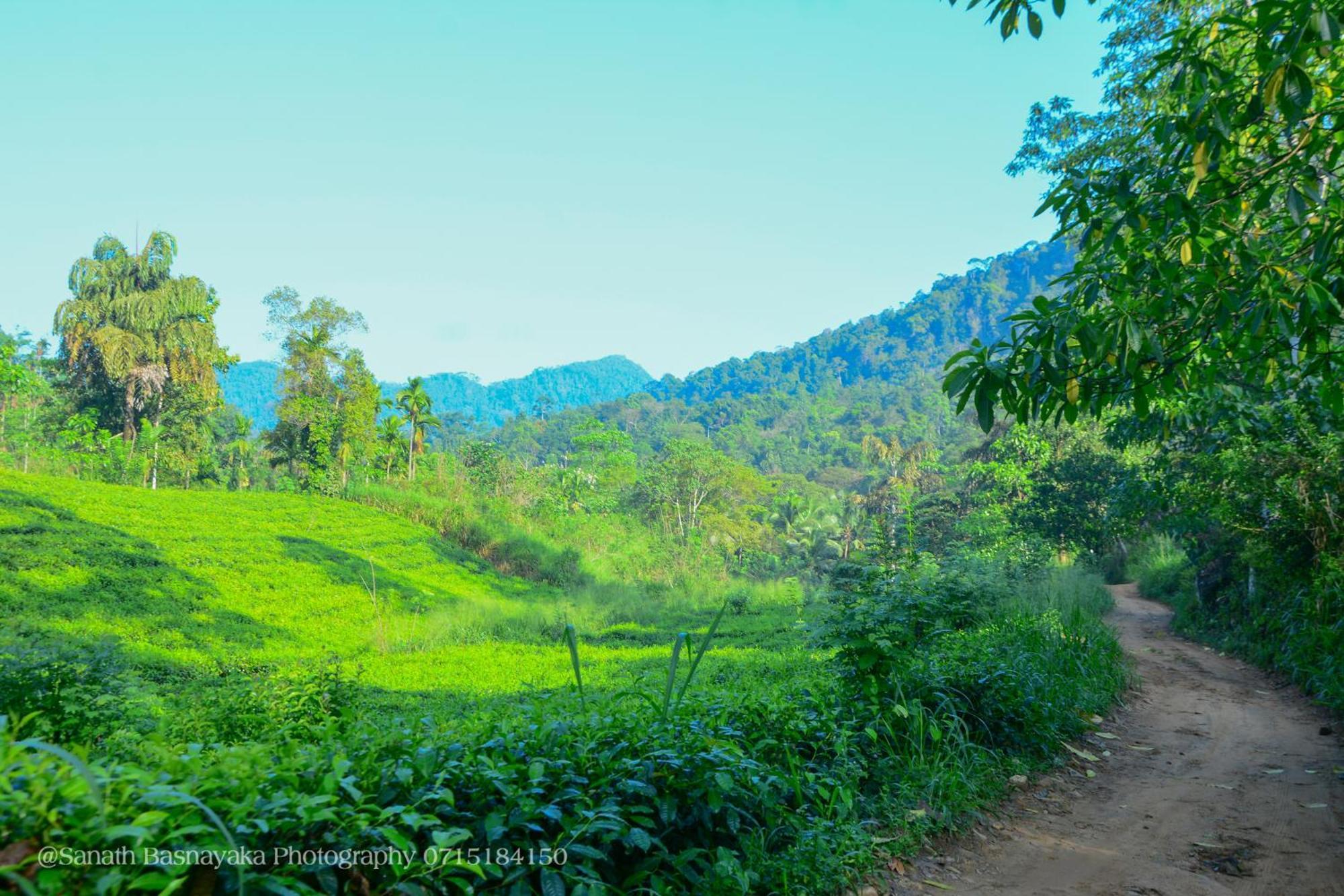 Rainforest Holiday Inn เดนิยายา ภายนอก รูปภาพ